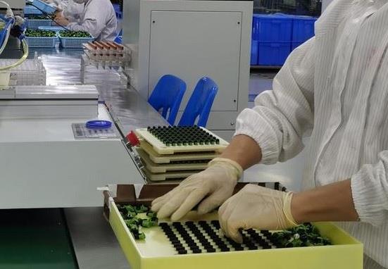 全球电子烟生产基地在哪里